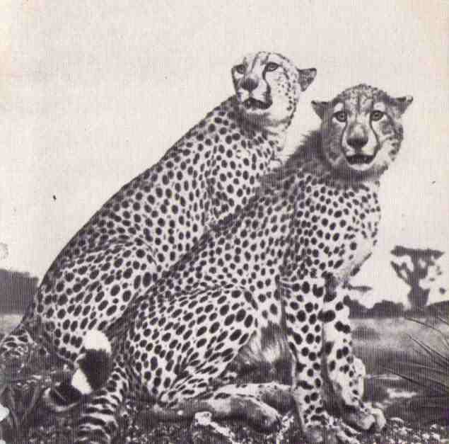 Пятнистый сфинкс. Пиппа бросает вызов (с иллюстрациями) - i_141.jpg