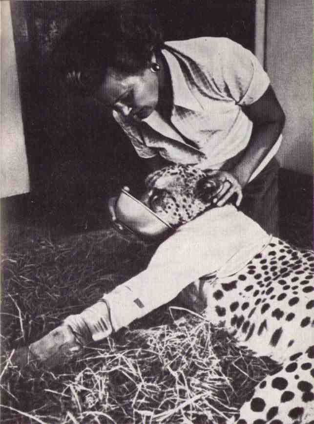 Пятнистый сфинкс. Пиппа бросает вызов (с иллюстрациями) - i_145.jpg