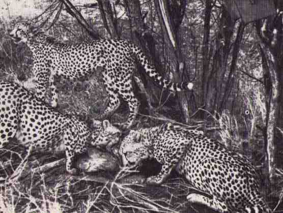 Пятнистый сфинкс. Пиппа бросает вызов (с иллюстрациями) - i_147.jpg