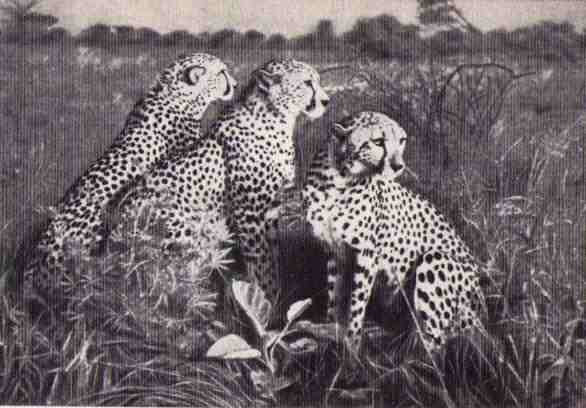 Пятнистый сфинкс. Пиппа бросает вызов (с иллюстрациями) - i_148.jpg