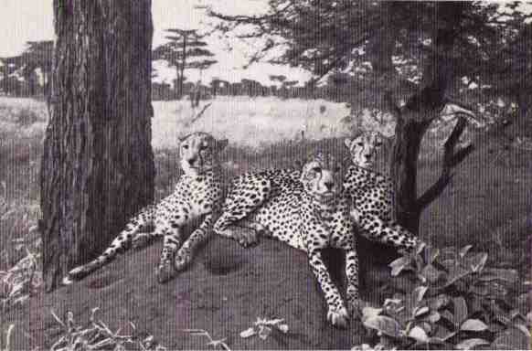 Пятнистый сфинкс. Пиппа бросает вызов (с иллюстрациями) - i_149.jpg