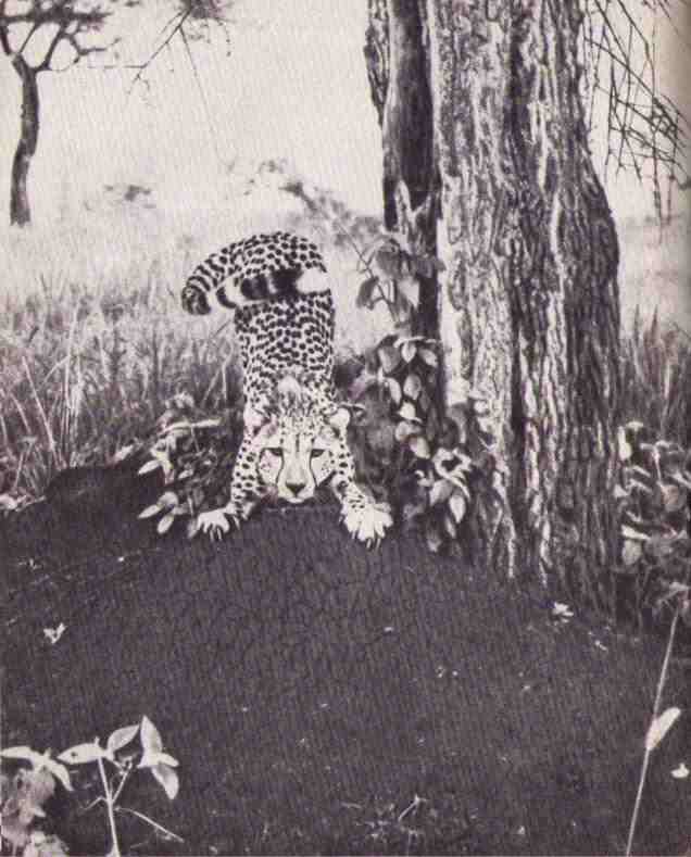 Пятнистый сфинкс. Пиппа бросает вызов (с иллюстрациями) - i_150.jpg