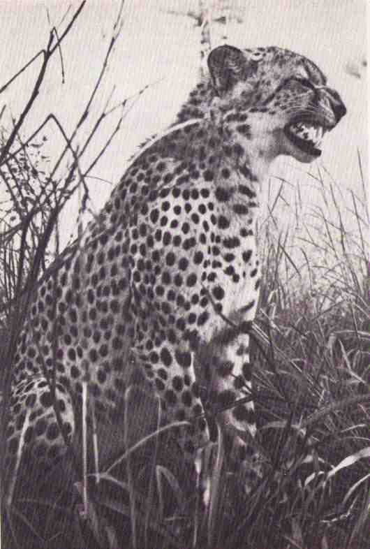 Пятнистый сфинкс. Пиппа бросает вызов (с иллюстрациями) - i_151.jpg