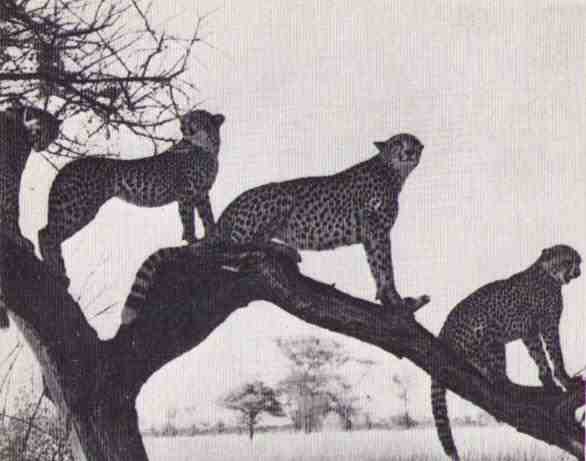 Пятнистый сфинкс. Пиппа бросает вызов (с иллюстрациями) - i_152.jpg