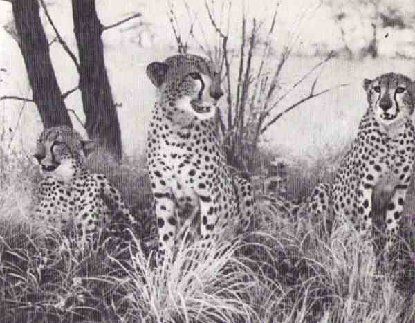 Пятнистый сфинкс. Пиппа бросает вызов (с иллюстрациями) - i_153.jpg