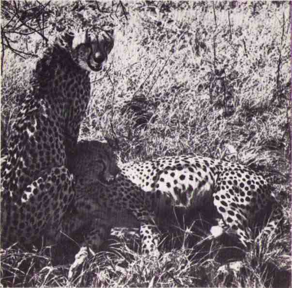 Пятнистый сфинкс. Пиппа бросает вызов (с иллюстрациями) - i_154.jpg