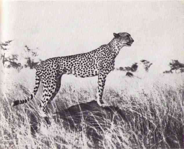 Пятнистый сфинкс. Пиппа бросает вызов (с иллюстрациями) - i_155.jpg