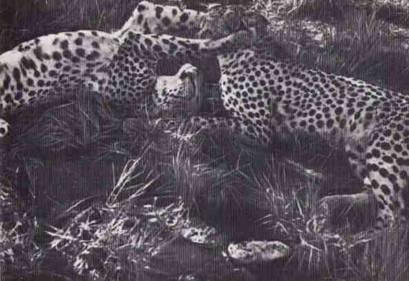 Пятнистый сфинкс. Пиппа бросает вызов (с иллюстрациями) - i_156.jpg