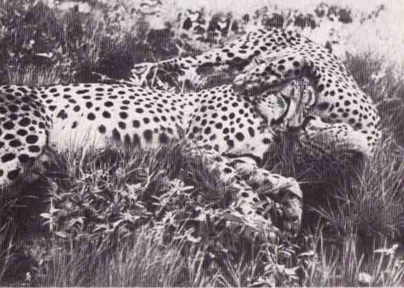 Пятнистый сфинкс. Пиппа бросает вызов (с иллюстрациями) - i_157.jpg