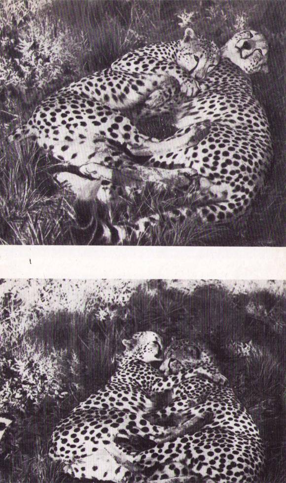 Пятнистый сфинкс. Пиппа бросает вызов (с иллюстрациями) - i_158.jpg