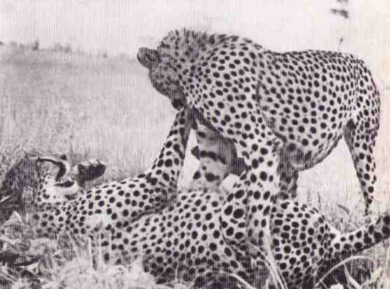 Пятнистый сфинкс. Пиппа бросает вызов (с иллюстрациями) - i_160.jpg