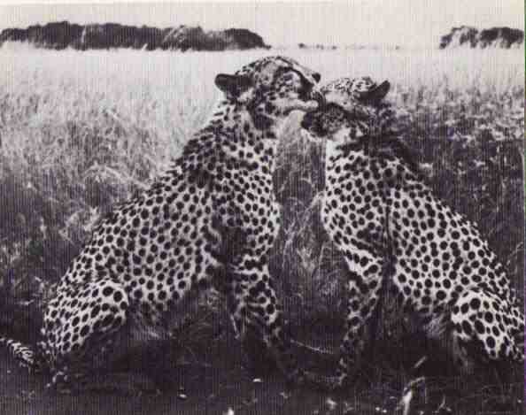 Пятнистый сфинкс. Пиппа бросает вызов (с иллюстрациями) - i_161.jpg