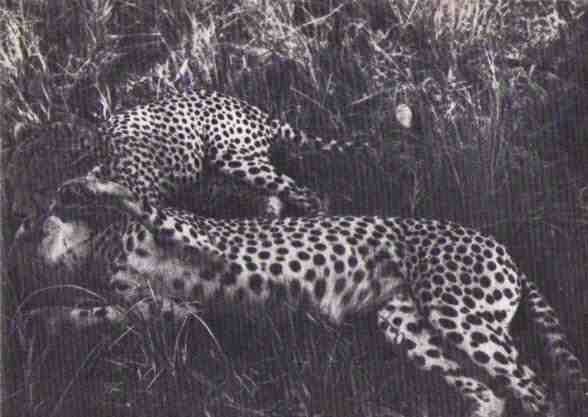 Пятнистый сфинкс. Пиппа бросает вызов (с иллюстрациями) - i_163.jpg