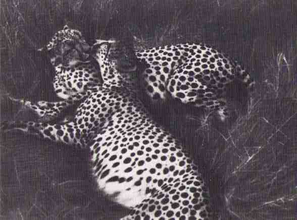 Пятнистый сфинкс. Пиппа бросает вызов (с иллюстрациями) - i_164.jpg