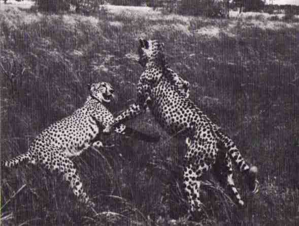 Пятнистый сфинкс. Пиппа бросает вызов (с иллюстрациями) - i_167.jpg