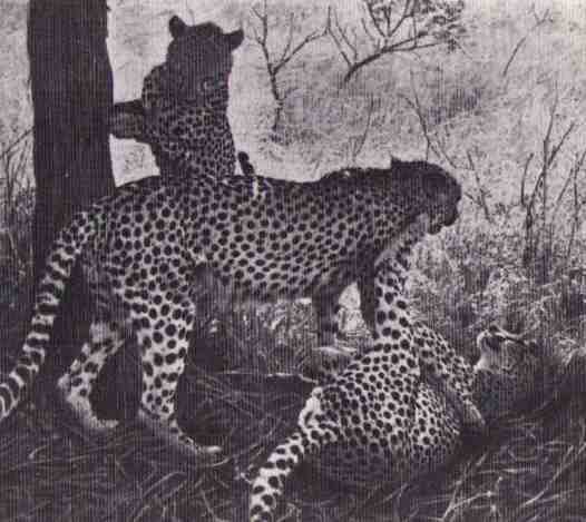 Пятнистый сфинкс. Пиппа бросает вызов (с иллюстрациями) - i_170.jpg