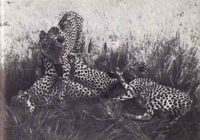 Пятнистый сфинкс. Пиппа бросает вызов (с иллюстрациями) - i_171.jpg