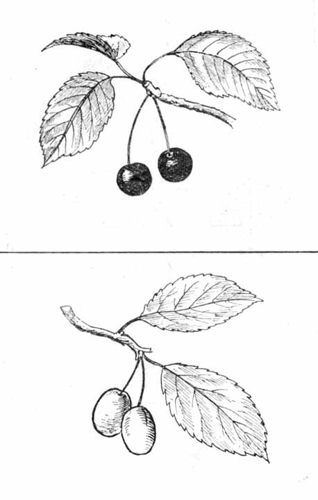 Давайте рисовать - i_031.jpg