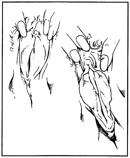 Библия секса - i_016.png