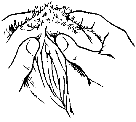 Библия секса - i_028.png