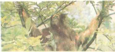 От кобры до медведя гризли - i_004.jpg