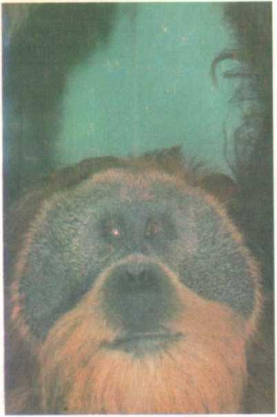 От кобры до медведя гризли - i_005.jpg