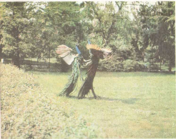 От кобры до медведя гризли - i_011.jpg