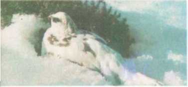 От кобры до медведя гризли - i_015.jpg