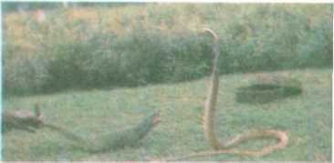 От кобры до медведя гризли - i_020.jpg