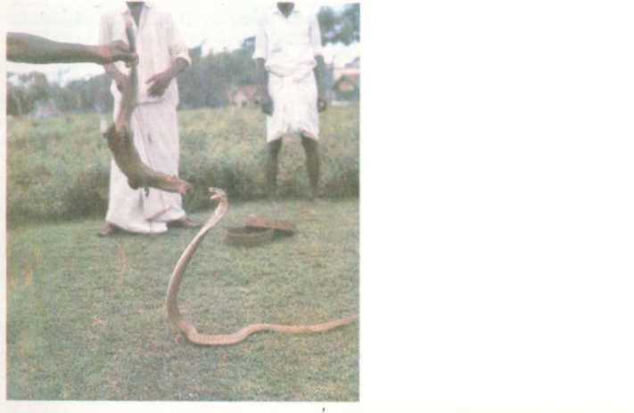 От кобры до медведя гризли - i_022.jpg