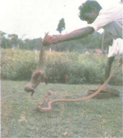 От кобры до медведя гризли - i_023.jpg