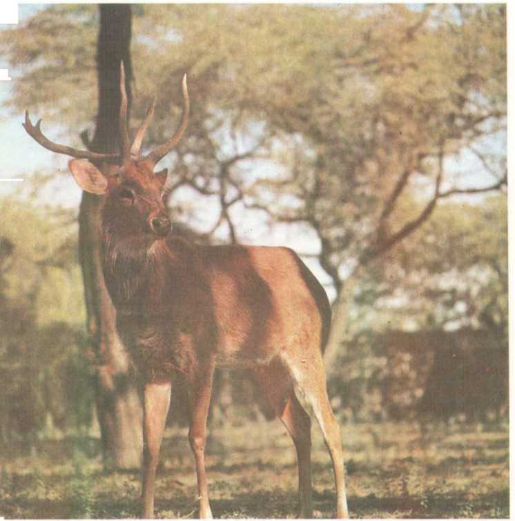 От кобры до медведя гризли - i_039.jpg