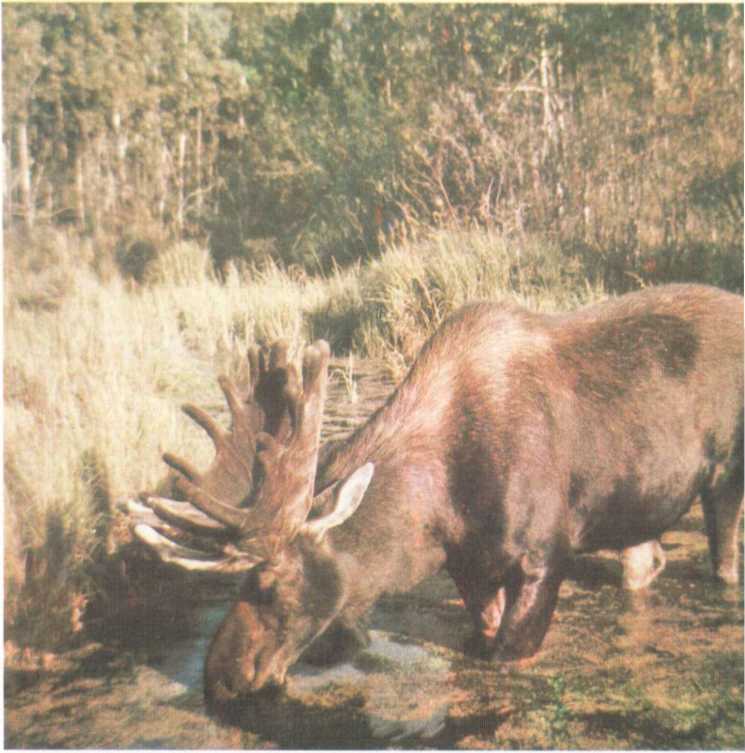 От кобры до медведя гризли - i_048.jpg