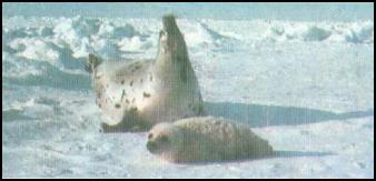 От кобры до медведя гризли - i_053.jpg