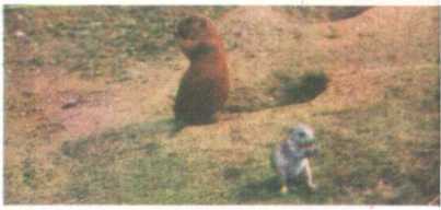 От кобры до медведя гризли - i_054.jpg