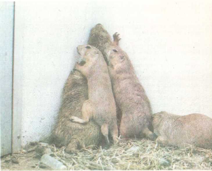 От кобры до медведя гризли - i_056.jpg