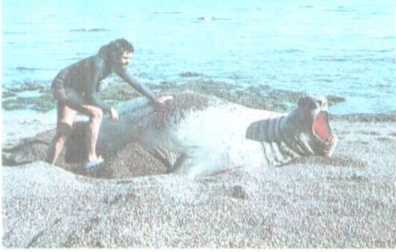 От кобры до медведя гризли - i_083.jpg