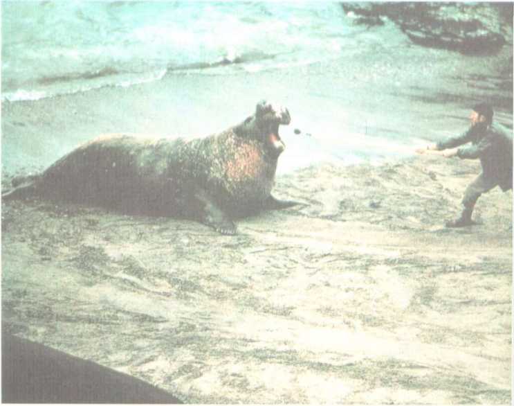 От кобры до медведя гризли - i_084.jpg