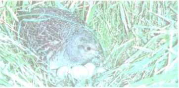 От кобры до медведя гризли - i_102.jpg