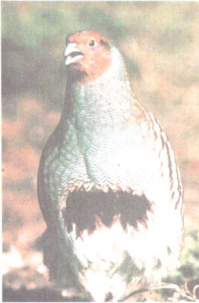 От кобры до медведя гризли - i_103.jpg