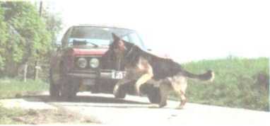 От кобры до медведя гризли - i_105.jpg