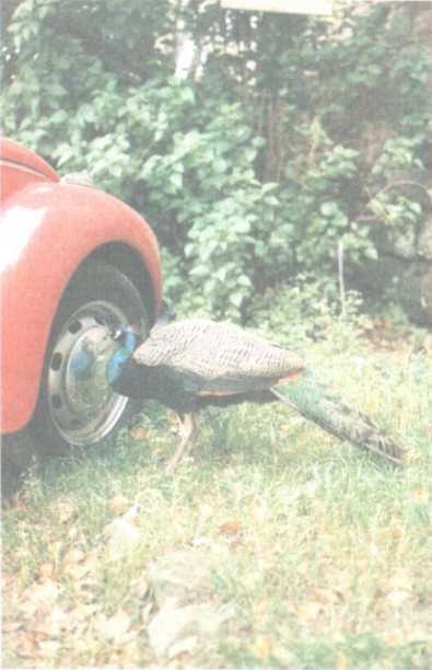 От кобры до медведя гризли - i_108.jpg