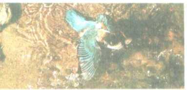 От кобры до медведя гризли - i_113.jpg