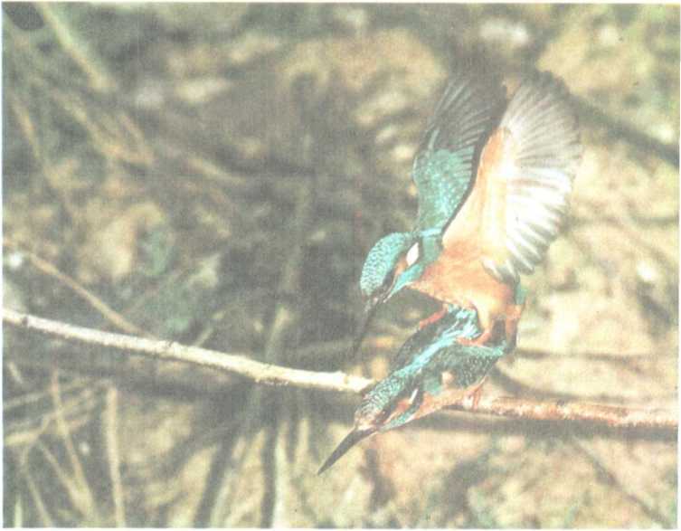 От кобры до медведя гризли - i_114.jpg