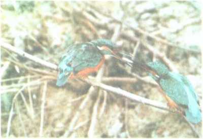 От кобры до медведя гризли - i_116.jpg