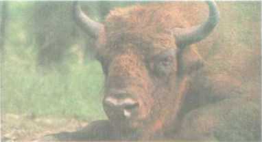 От кобры до медведя гризли - i_118.jpg