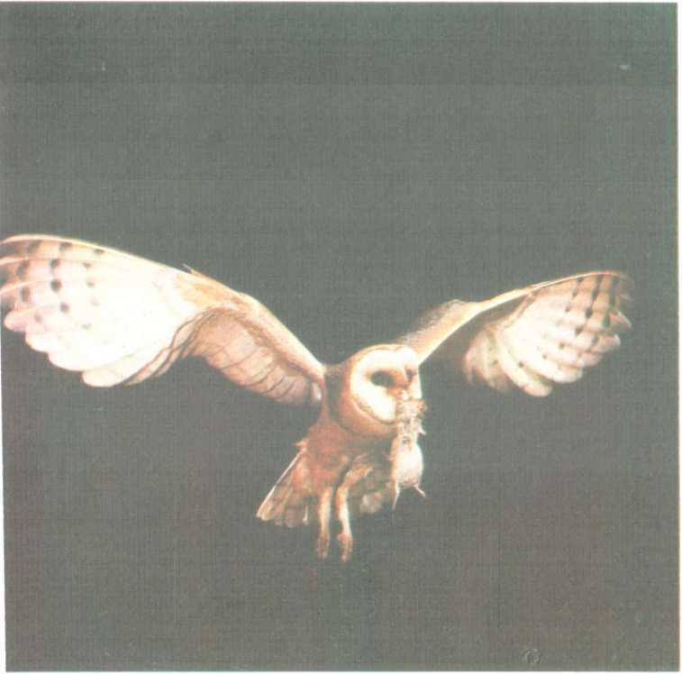 От кобры до медведя гризли - i_120.jpg