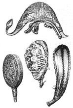 Гетьманська Україна - i_012.jpg