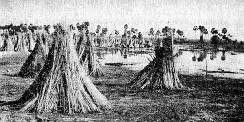 Индия глазами советских друзей - i_015.jpg