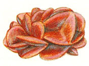 Газель с золотыми копытцами : сказки Северной Африки - i_007.jpg